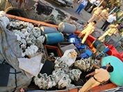Bình Định Bắt giữ tàu cá vận chuyển 150 vỏ sò, nghi là sò tai tượng-loài động vật quý hiếm